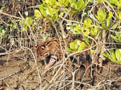 sundarban package tour