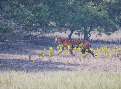 sundarban package tour