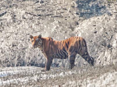 sundarban package tour