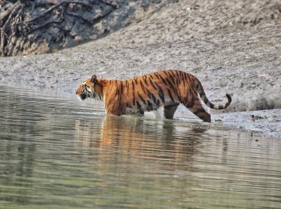 sundarban package tour