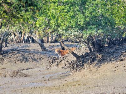 sundarban package tour