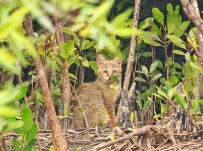 sundarban package tour