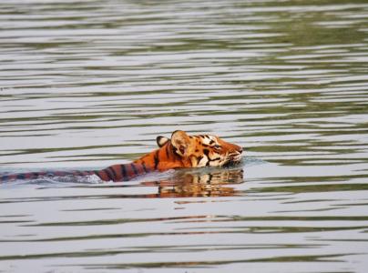 sundarban package tour