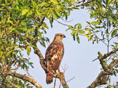 sundarban package tour