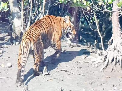 Sundarban Tour Package