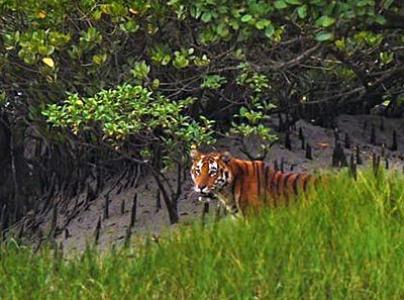 Sundarban Tour Package