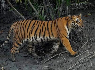 Sundarban Tour Package